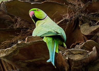 Green parrots make palm trees in Izmir's Kulturpark their nesting sites