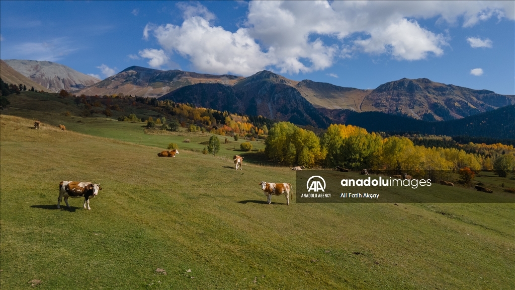 Autumn in Turkiye's Artvin