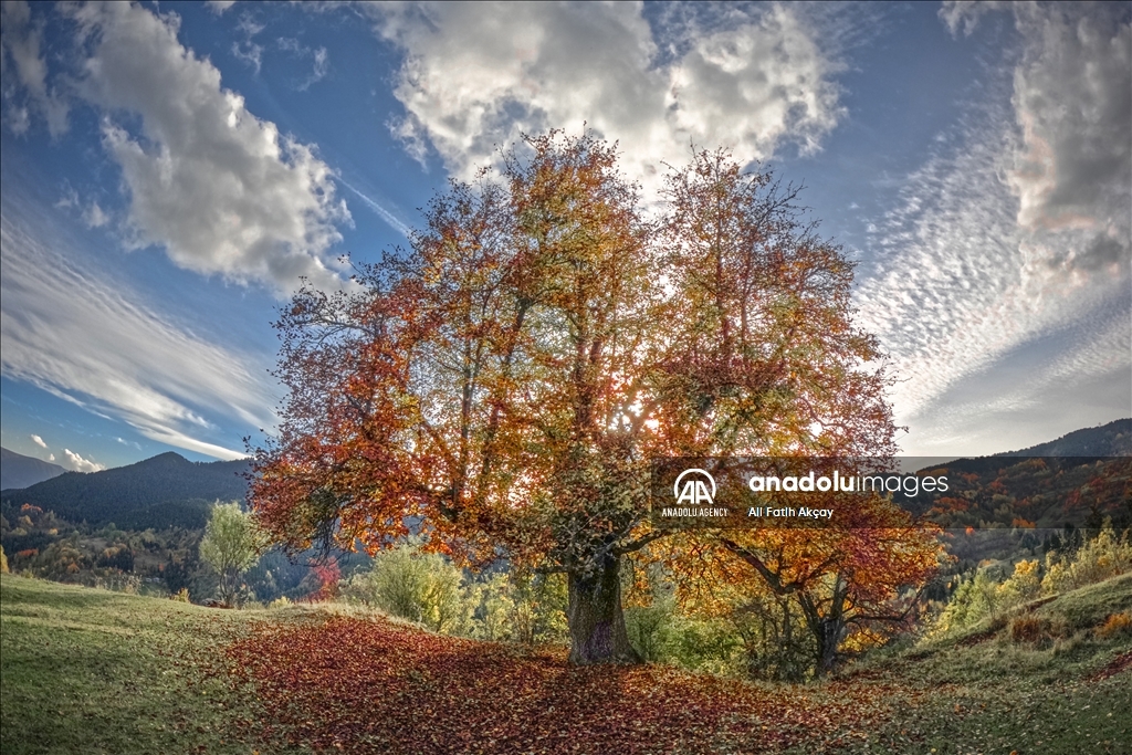 Autumn in Turkiye's Artvin