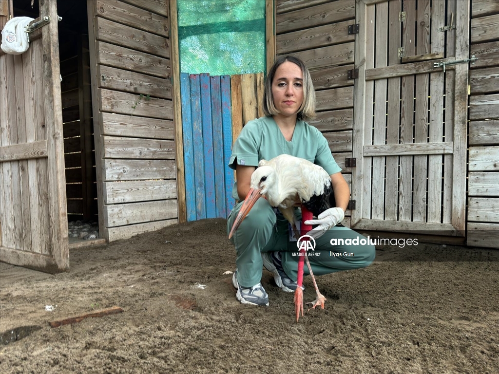 تركيا.. عيادة تعالج طيور اللقلق بمحمية في صامصون