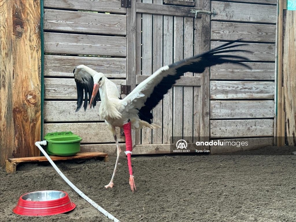 تركيا.. عيادة تعالج طيور اللقلق بمحمية في صامصون