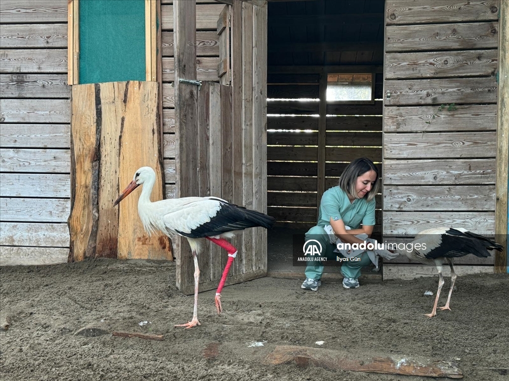 تركيا.. عيادة تعالج طيور اللقلق بمحمية في صامصون