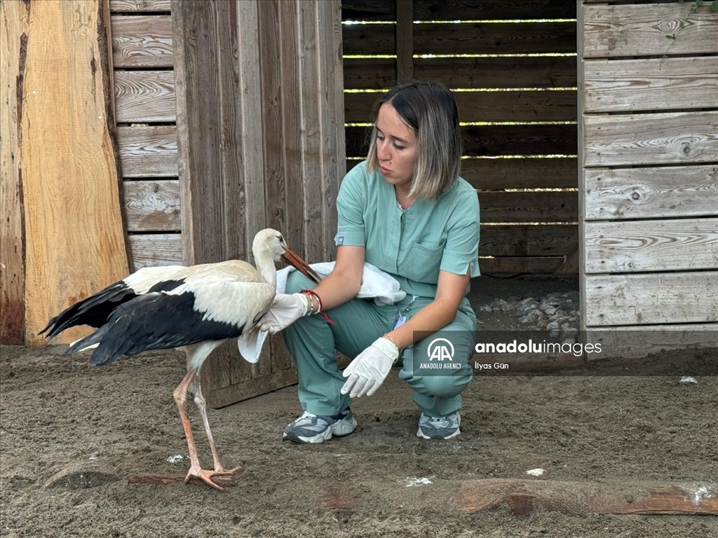 تركيا.. عيادة تعالج طيور اللقلق بمحمية في صامصون