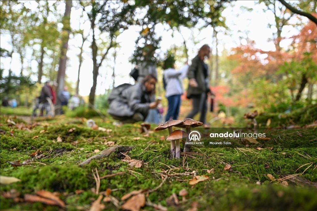 Largest Japanese Garden in the Netherlands reopens to its visitors