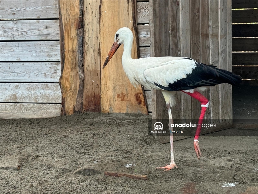 تركيا.. عيادة تعالج طيور اللقلق بمحمية في صامصون