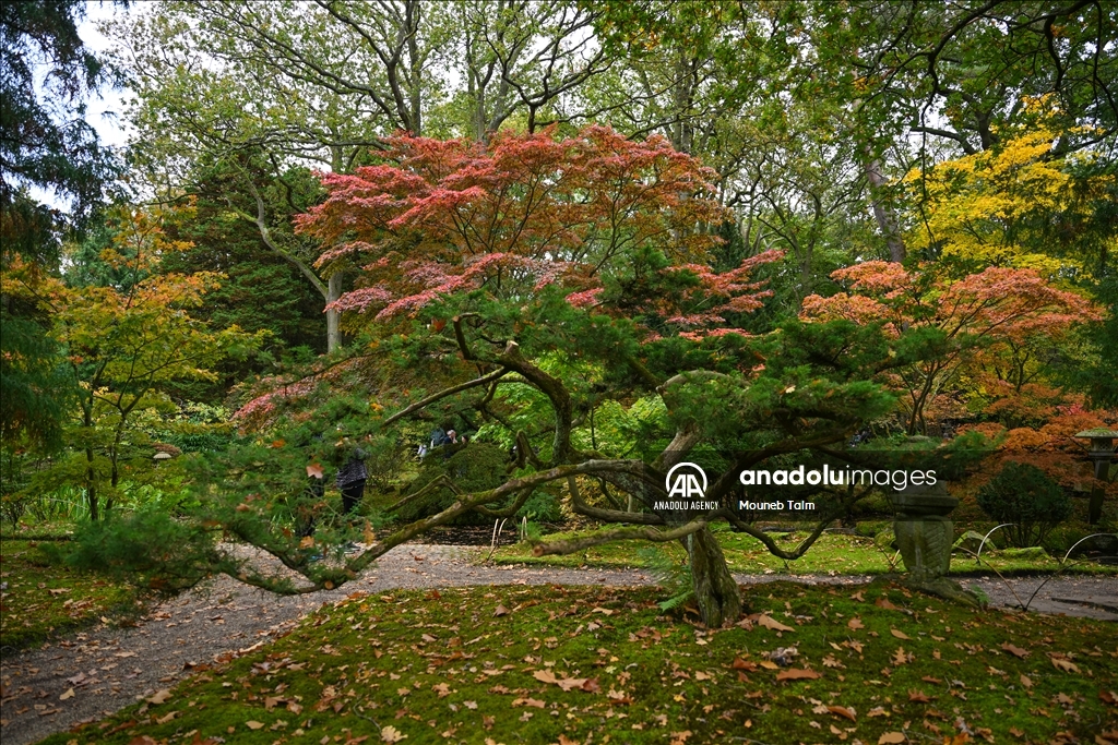 Largest Japanese Garden in the Netherlands reopens to its visitors