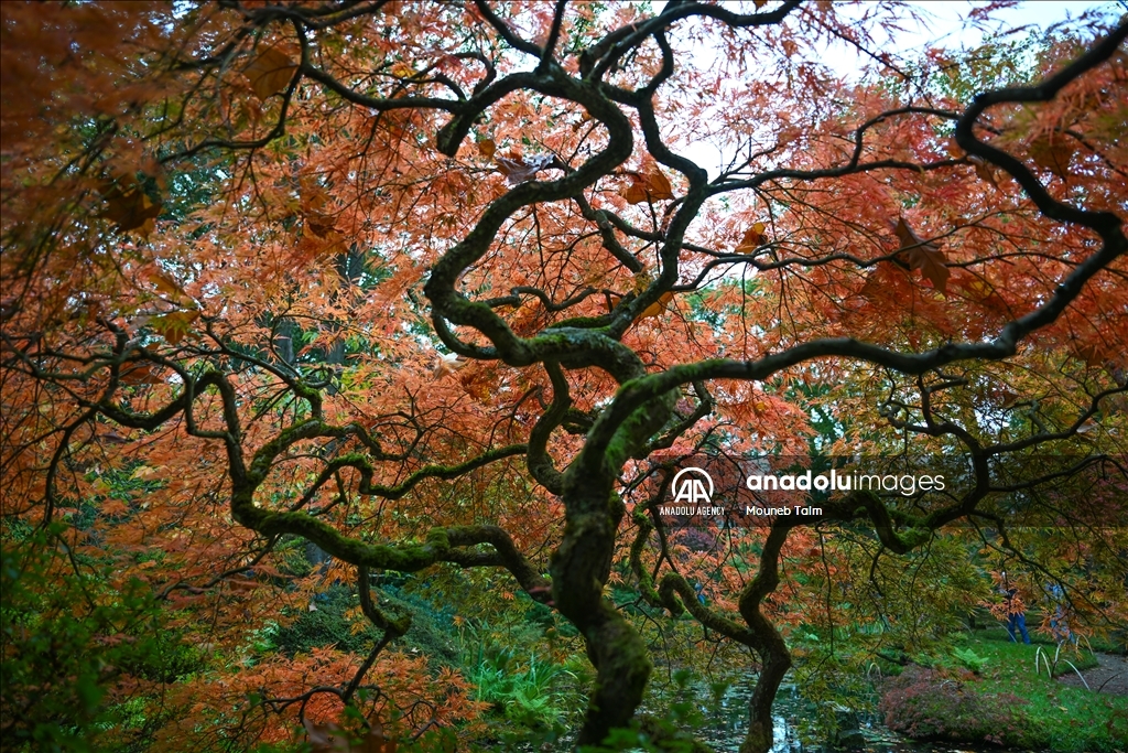 Largest Japanese Garden in the Netherlands reopens to its visitors