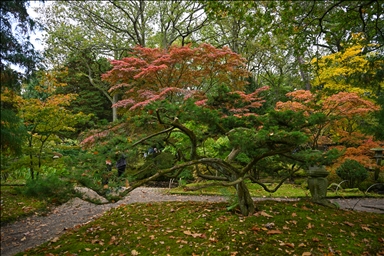 Largest Japanese Garden in the Netherlands reopens to its visitors