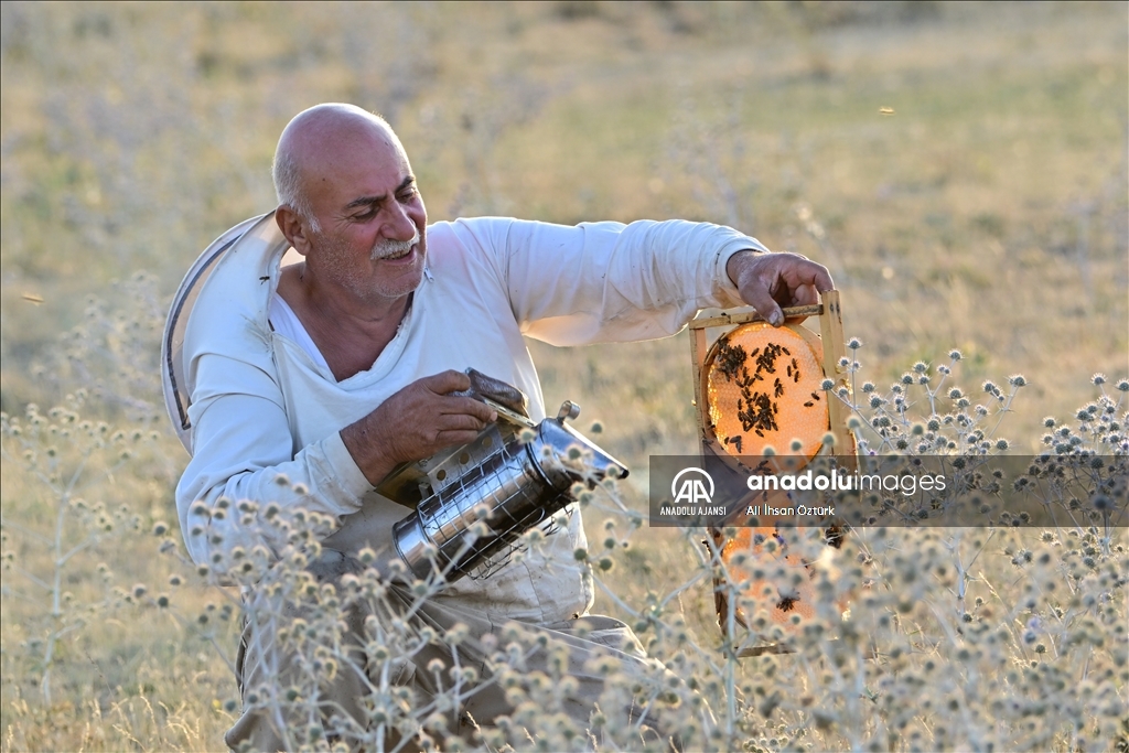 Hayal Dağı'nda bal hasadı devam ediyor