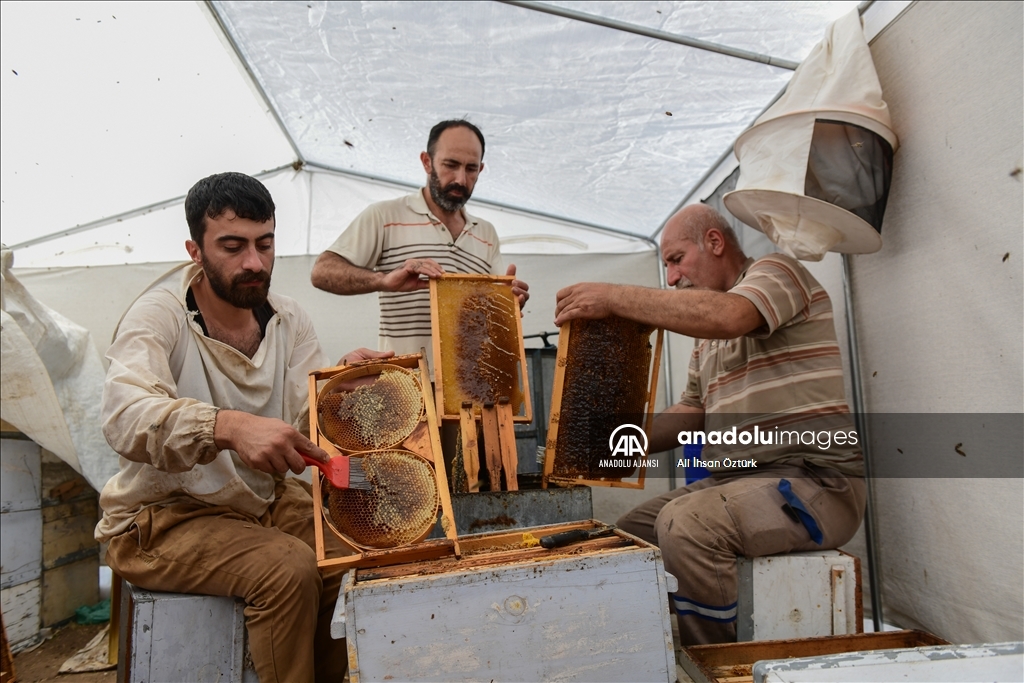 Hayal Dağı'nda bal hasadı devam ediyor