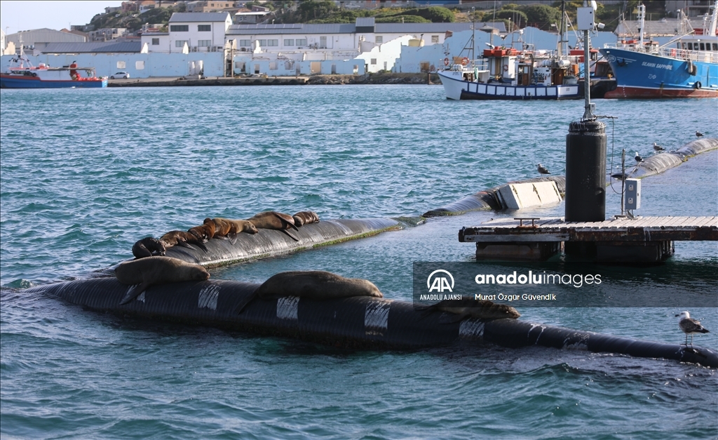 Güney Afrika'da foklarda görülen kuduz salgını, deniz memelileri açısından ilk olma özelliği taşıyor