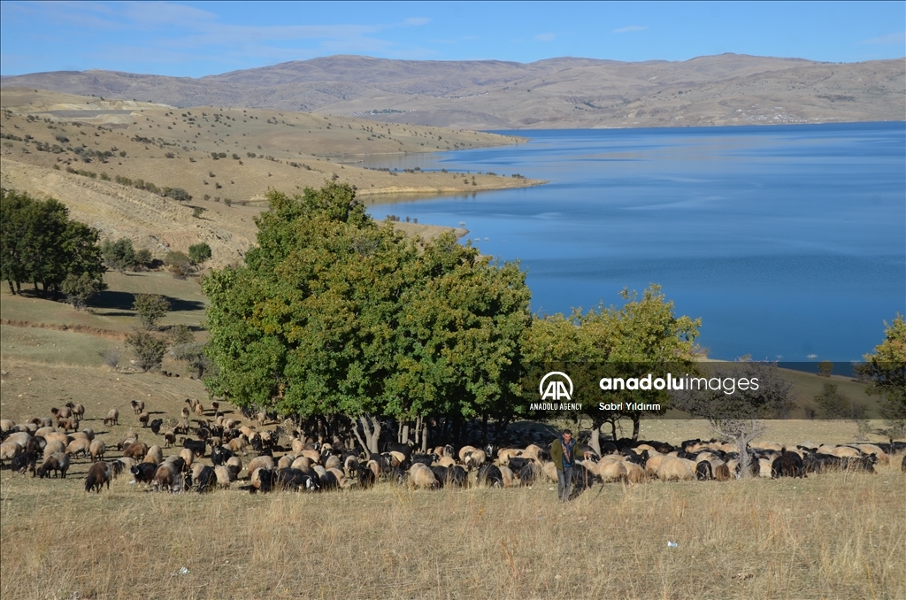 Piştî ku serma ket koçerên li Mûşê dest bi dagêrê kirin