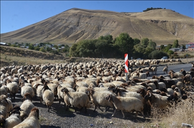 Piştî ku serma ket koçerên li Mûşê dest bi dagêrê kirin