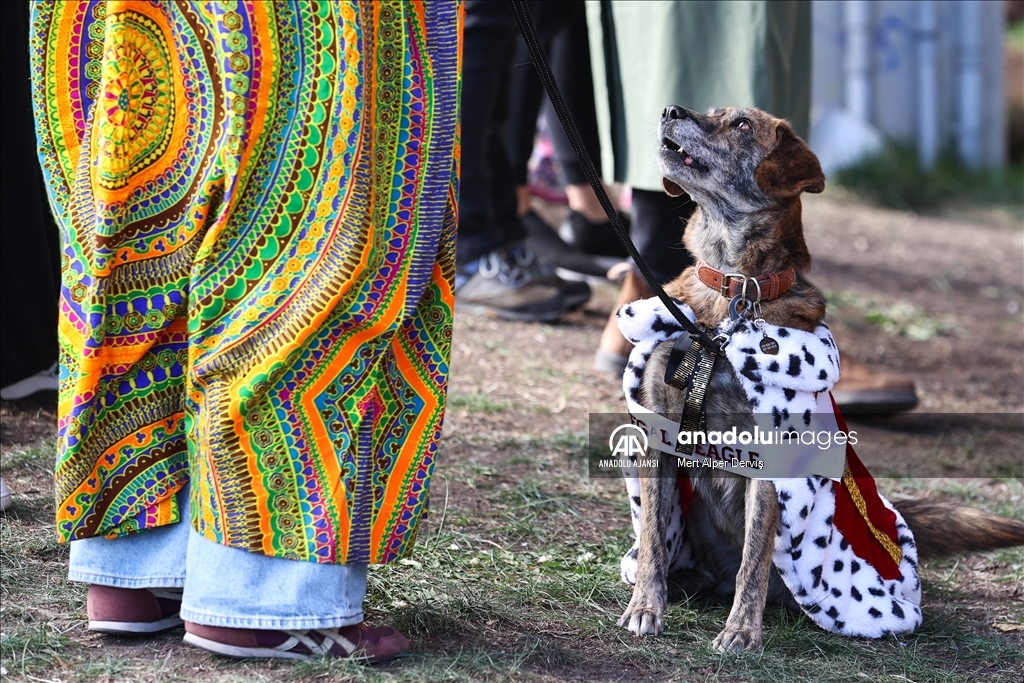 Kanada'da Cadılar Bayramı etkinliği kapsamında 'Kostümlü Köpek Geçidi' düzenlendi