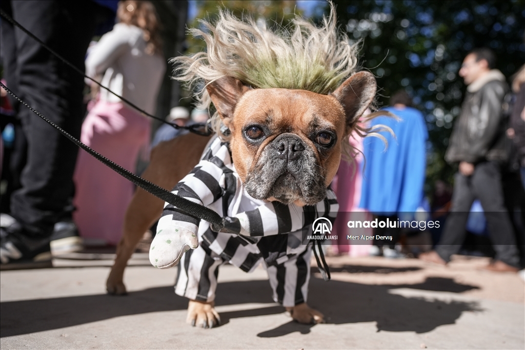 Kanada'da Cadılar Bayramı etkinliği kapsamında 'Kostümlü Köpek Geçidi' düzenlendi