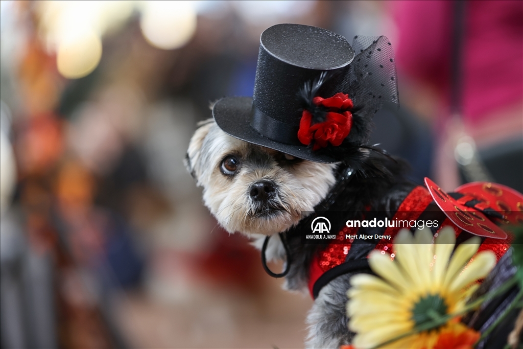 Kanada'da Cadılar Bayramı etkinliği kapsamında 'Kostümlü Köpek Geçidi' düzenlendi