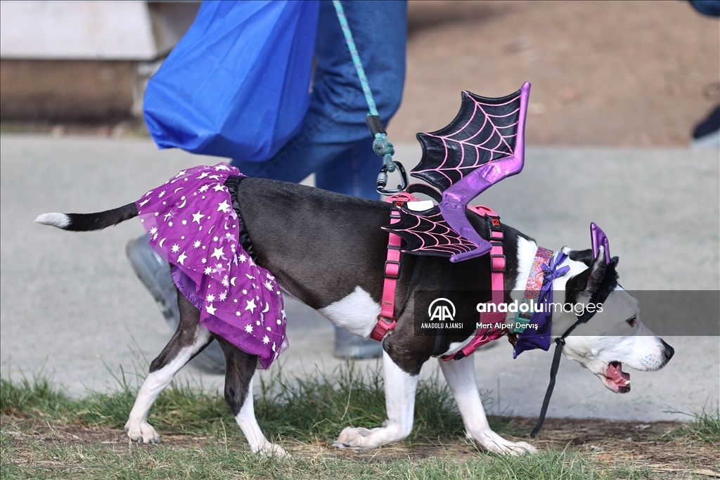 Kanada'da Cadılar Bayramı etkinliği kapsamında 'Kostümlü Köpek Geçidi' düzenlendi