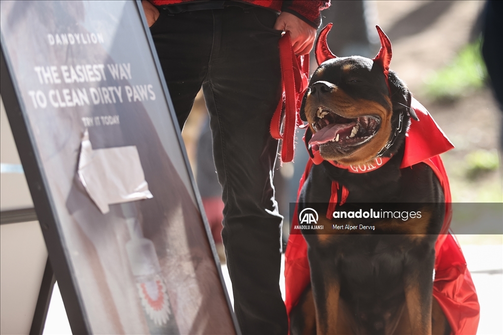 Kanada'da Cadılar Bayramı etkinliği kapsamında 'Kostümlü Köpek Geçidi' düzenlendi