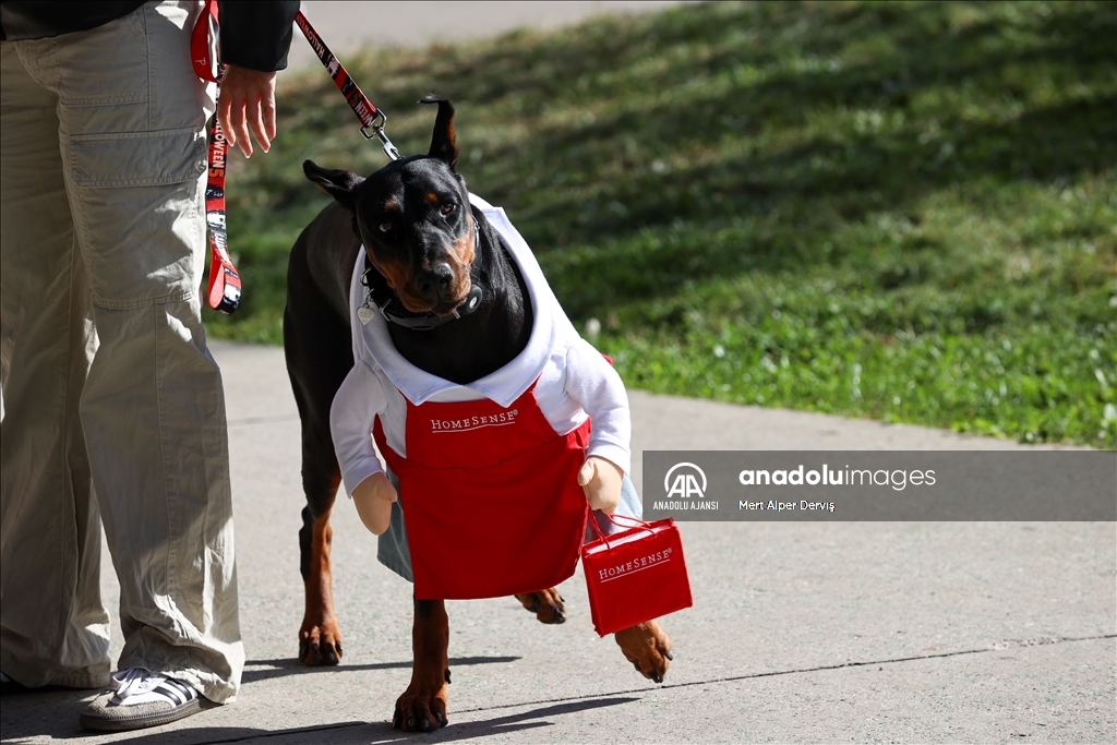 Kanada'da Cadılar Bayramı etkinliği kapsamında 'Kostümlü Köpek Geçidi' düzenlendi