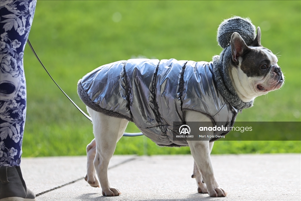 Kanada'da Cadılar Bayramı etkinliği kapsamında 'Kostümlü Köpek Geçidi' düzenlendi