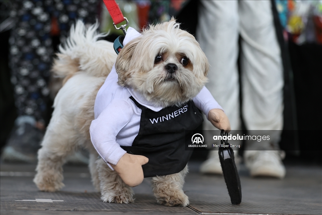 Kanada'da Cadılar Bayramı etkinliği kapsamında 'Kostümlü Köpek Geçidi' düzenlendi