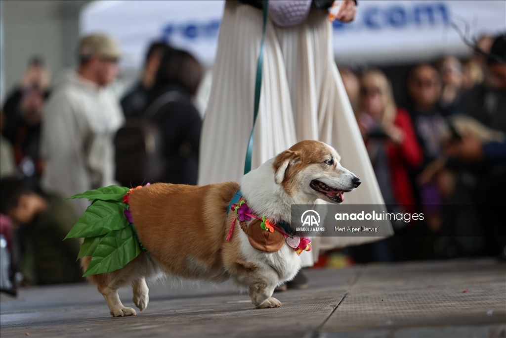 Kanada'da Cadılar Bayramı etkinliği kapsamında 'Kostümlü Köpek Geçidi' düzenlendi