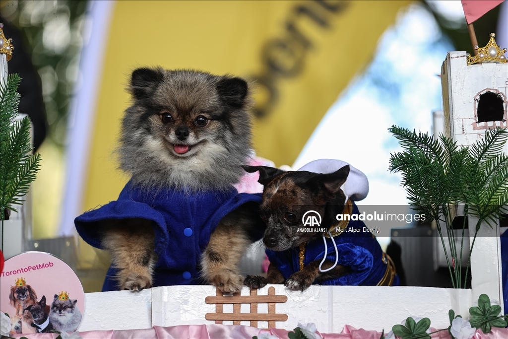 Kanada'da Cadılar Bayramı etkinliği kapsamında 'Kostümlü Köpek Geçidi' düzenlendi