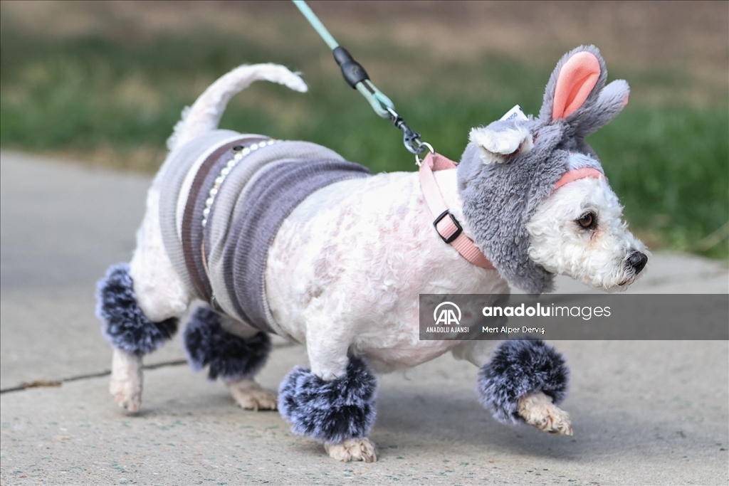 Kanada'da Cadılar Bayramı etkinliği kapsamında 'Kostümlü Köpek Geçidi' düzenlendi