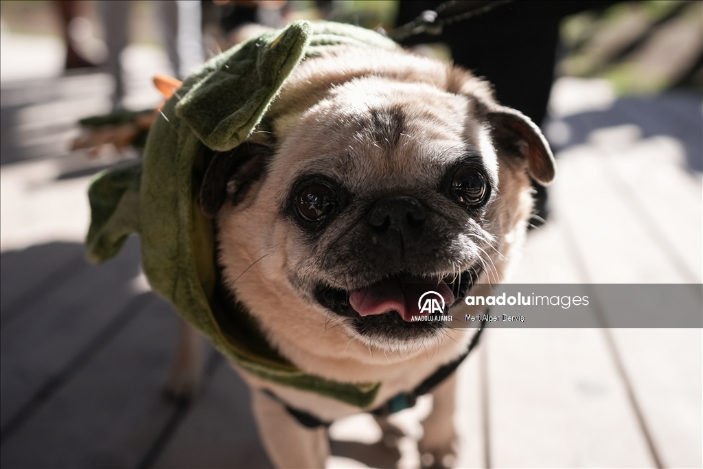 Kanada'da Cadılar Bayramı etkinliği kapsamında 'Kostümlü Köpek Geçidi' düzenlendi