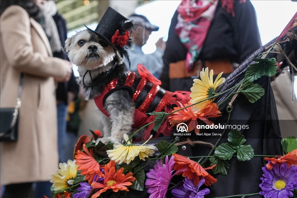 Kanada'da Cadılar Bayramı etkinliği kapsamında 'Kostümlü Köpek Geçidi' düzenlendi