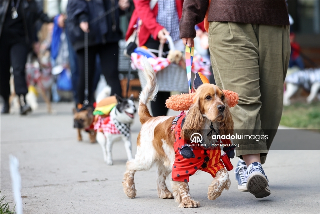 Kanada'da Cadılar Bayramı etkinliği kapsamında 'Kostümlü Köpek Geçidi' düzenlendi