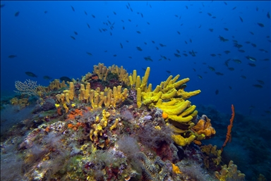 Underwater riches of Turkiye's Balıkesir