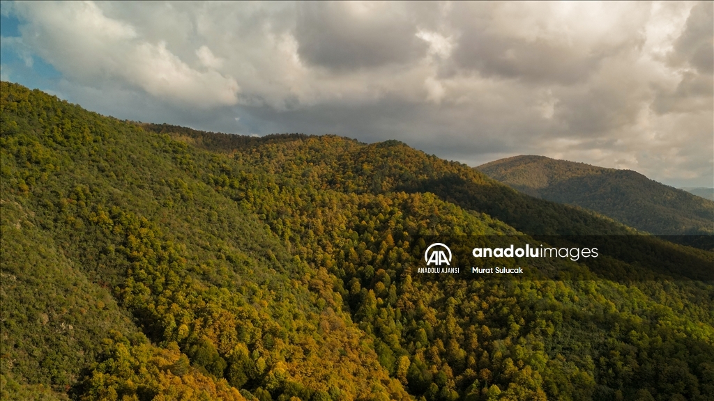 Zonguldak ormanları sonbahar renklerine büründü