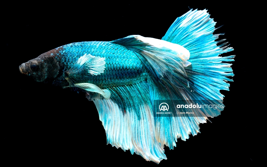 Бойцовская рыбка Betta splenden привлекает внимание яркой окраской и красивыми плавниками