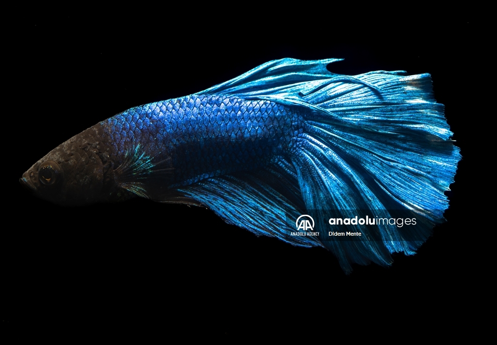 Бойцовская рыбка Betta splenden привлекает внимание яркой окраской и красивыми плавниками