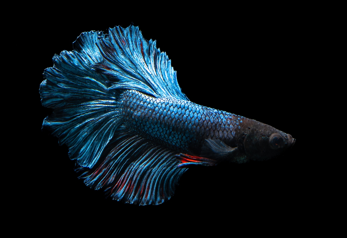 Бойцовская рыбка Betta splenden привлекает внимание яркой окраской и красивыми плавниками 