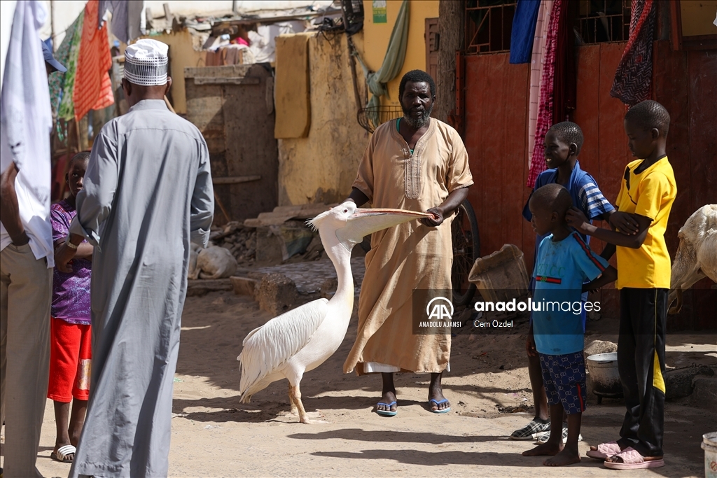 Senegal'in Saint-Louis kentinde mahallenin maskotu evcil pelikan Ndagabar