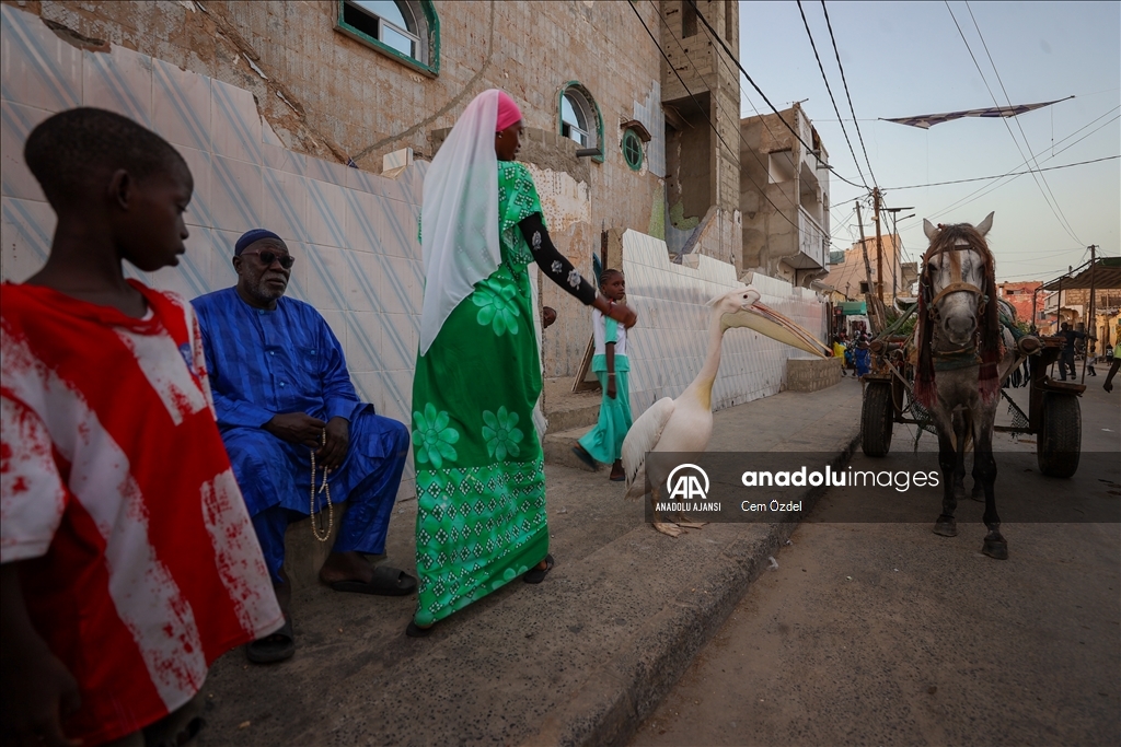 Senegal'in Saint-Louis kentinde mahallenin maskotu evcil pelikan Ndagabar