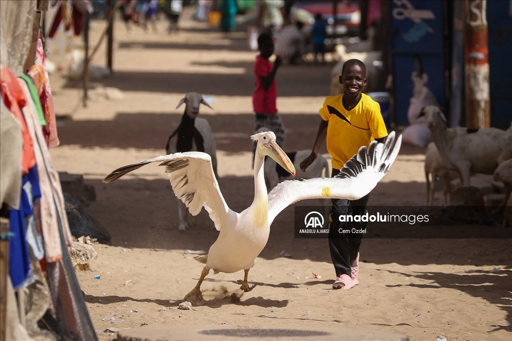 Senegal'in Saint-Louis kentinde mahallenin maskotu evcil pelikan Ndagabar