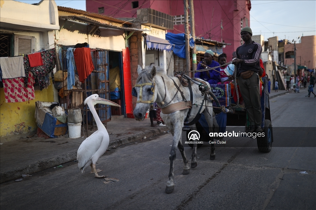 Senegal'in Saint-Louis kentinde mahallenin maskotu evcil pelikan Ndagabar