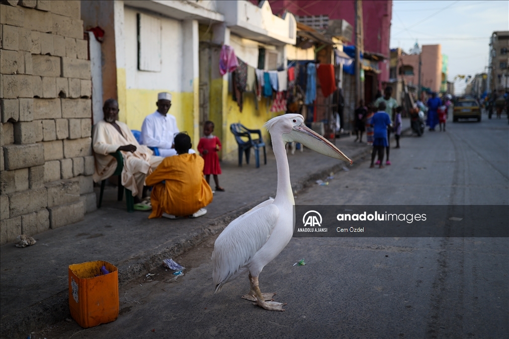 Senegal'in Saint-Louis kentinde mahallenin maskotu evcil pelikan Ndagabar