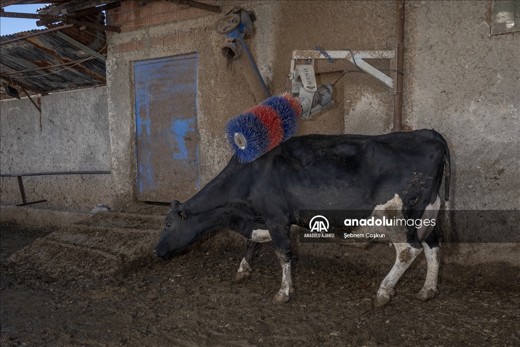 Kütahyalı kuzenler çiftliklerindeki hayvanlarla olan bağlarıyla görenlerin içini ısıtıyor