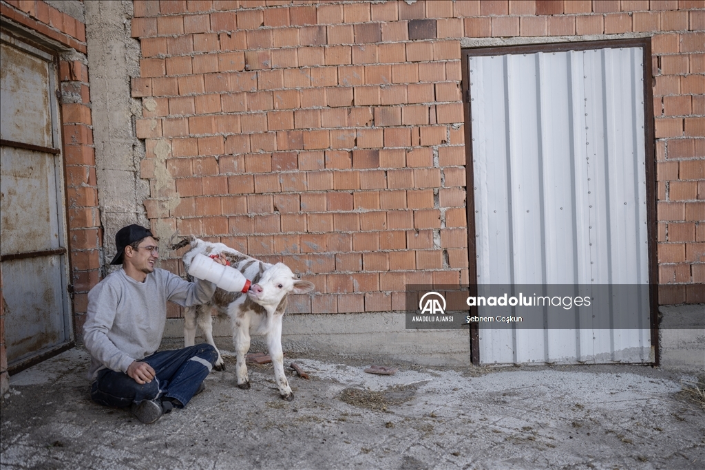 Kütahyalı kuzenler, çiftliklerindeki hayvanlarla olan bağlarıyla görenlerin içini ısıtıyor