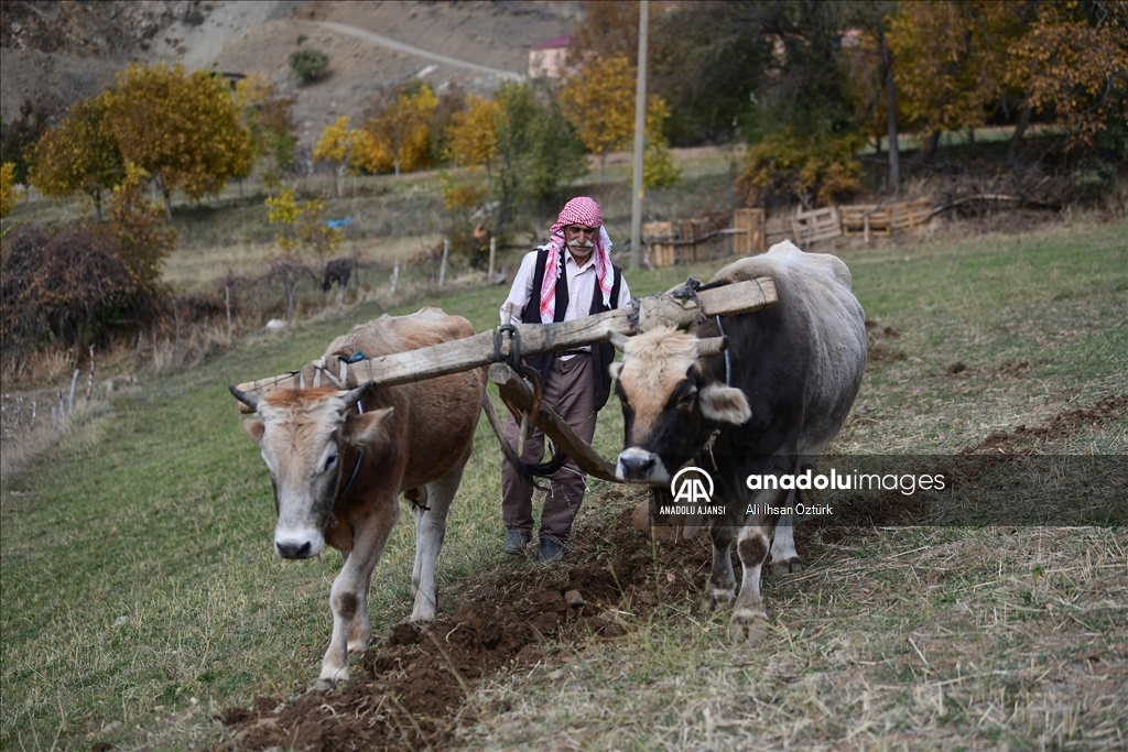 Sarp tarım arazilerinde kullanılan geleneksel yöntem: karasaban