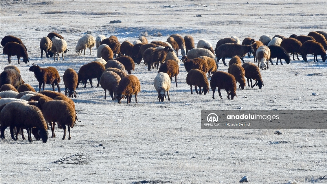 Kars’ta soğuk hava
