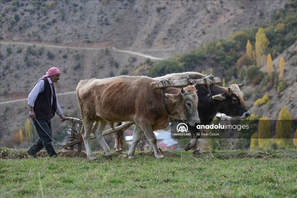 Sarp tarım arazilerinde kullanılan geleneksel yöntem: karasaban