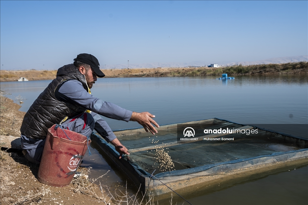 گەورەترین پرۆژەی بەرهەمی ماسی لە هەرێم و عێراق دەکەوێتە پارێزگای دهۆک