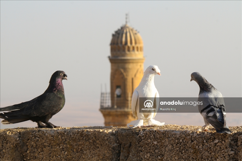 Mardin semalarında kanat çırpan hazine