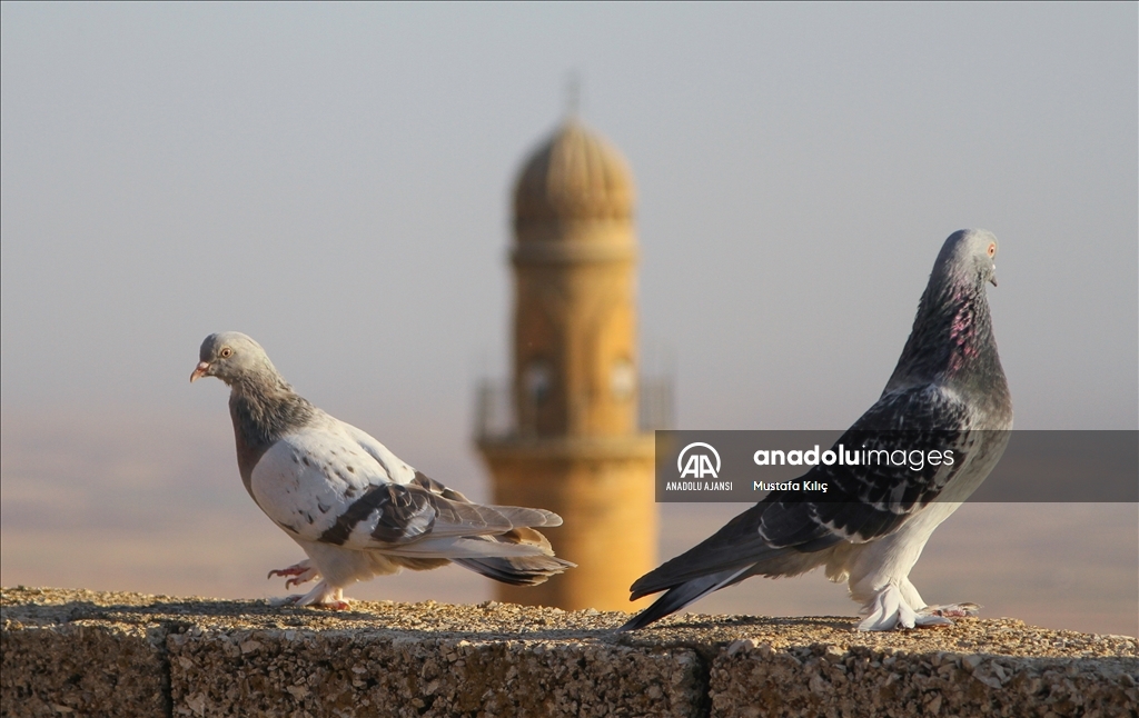 Mardin semalarında kanat çırpan hazine