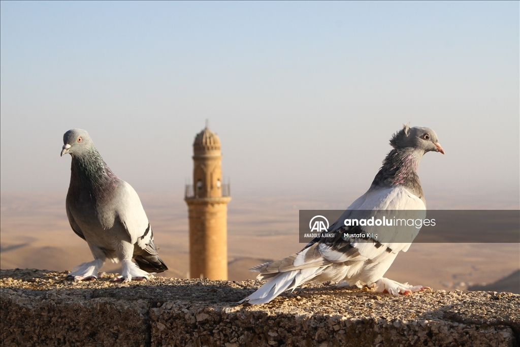 Mardin semalarında kanat çırpan hazine